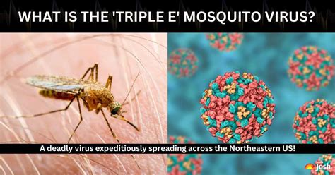 the mosquito coast fmovie|What is the deadly ‘Triple E’ mosquito virus spreading in .